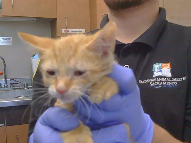 A baby small-sized female Domestic Short Hair cat named Hercules for adoption in Sacramento, CA