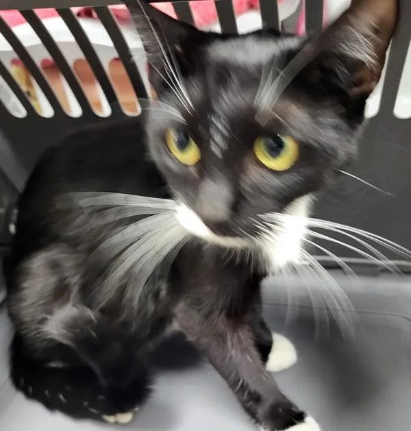 An adult small-sized female Domestic Short Hair cat named If Chamomile for adoption in Lawrenceville, GA