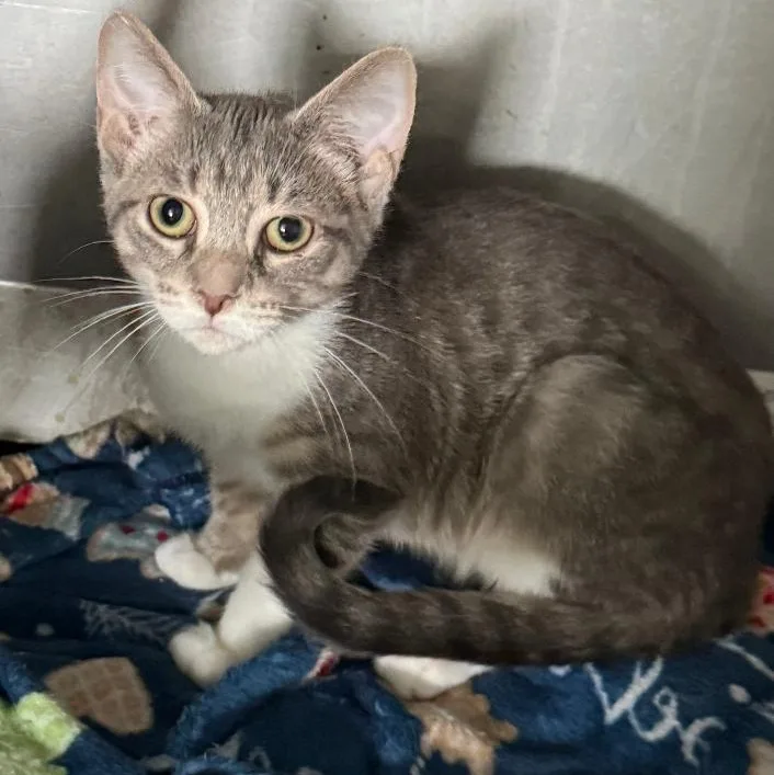 A young small-sized male Gray & White Domestic Short Hair cat named Rigley for adoption in Gresham, WI