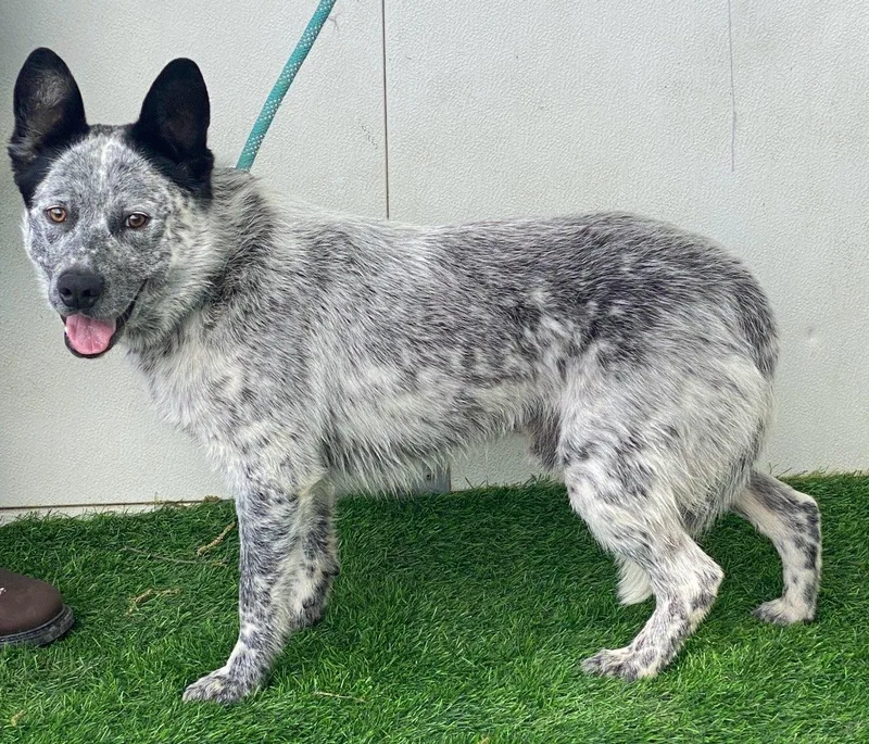 A baby medium-sized male White / Cream Australian Cattle Dog / Blue Heeler dog named Carl for adoption in Colusa, CA