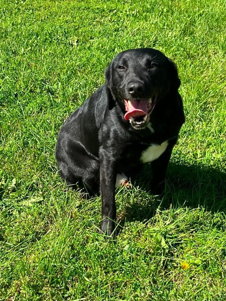 An adult large-sized male Australian Shepherd dog named Jay Jay for adoption in Ogdensburg, NY