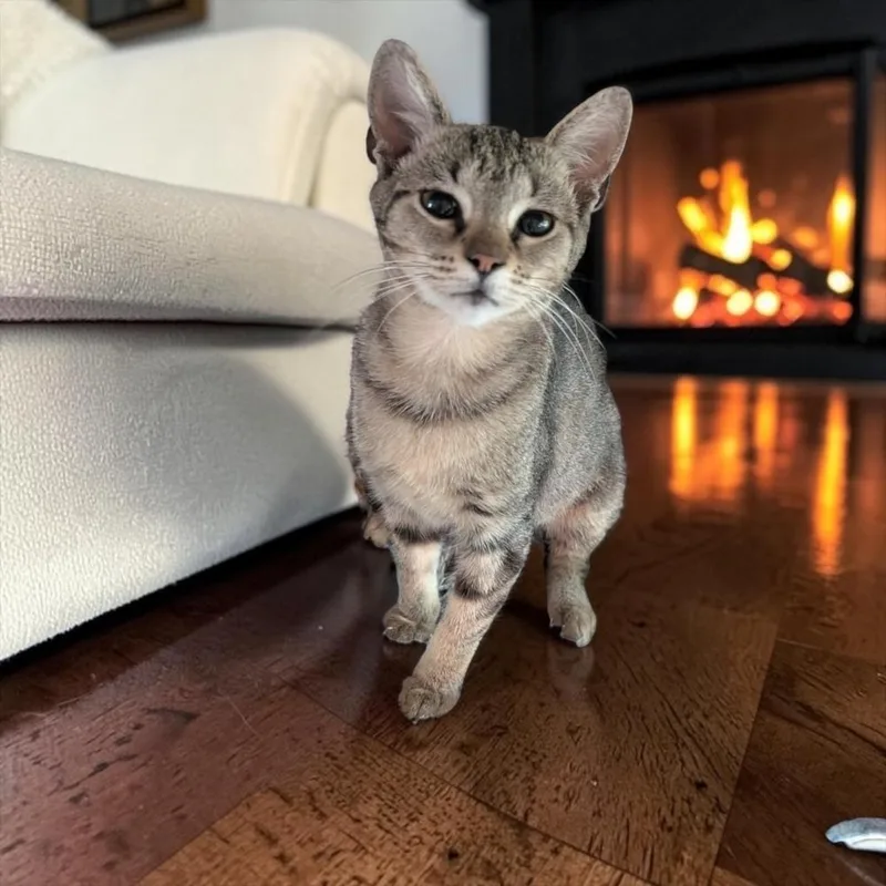A baby small-sized female Gray / Blue / Silver Tabby cat named Blinky for adoption in Dallas, TX