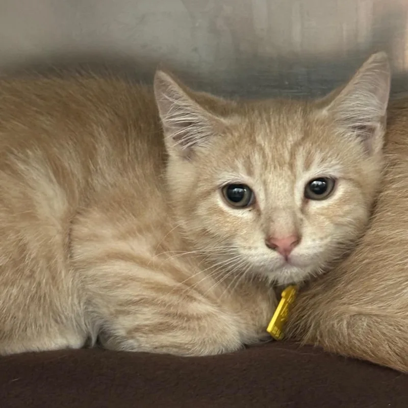A baby small-sized male Buff / Tan / Fawn Domestic Short Hair cat named Dragonfly for adoption in Springfield, MA