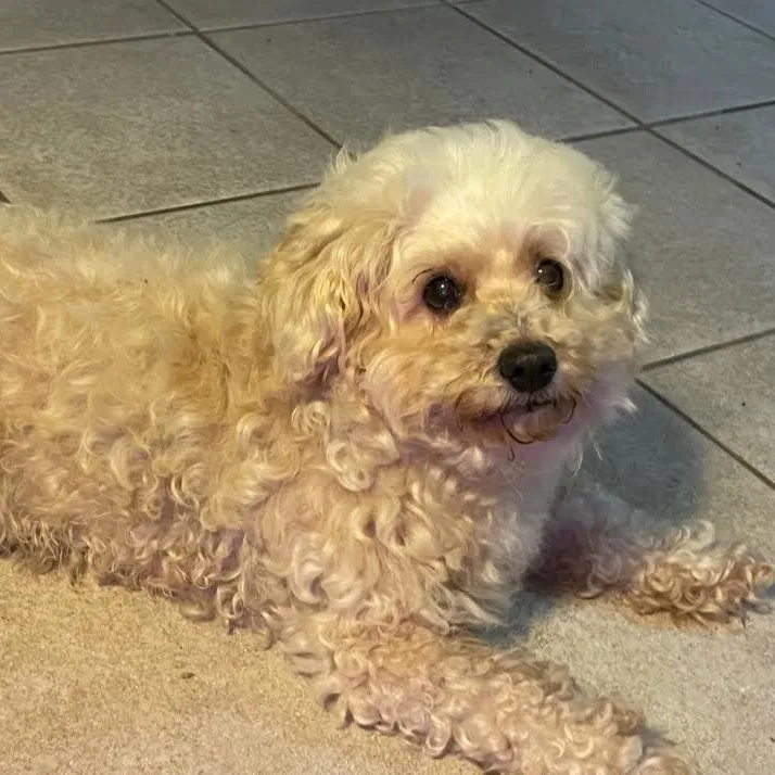 A senior small-sized female White / Cream Bichon Frise dog named Mollie for adoption in CORPUS CHRISTI, TX