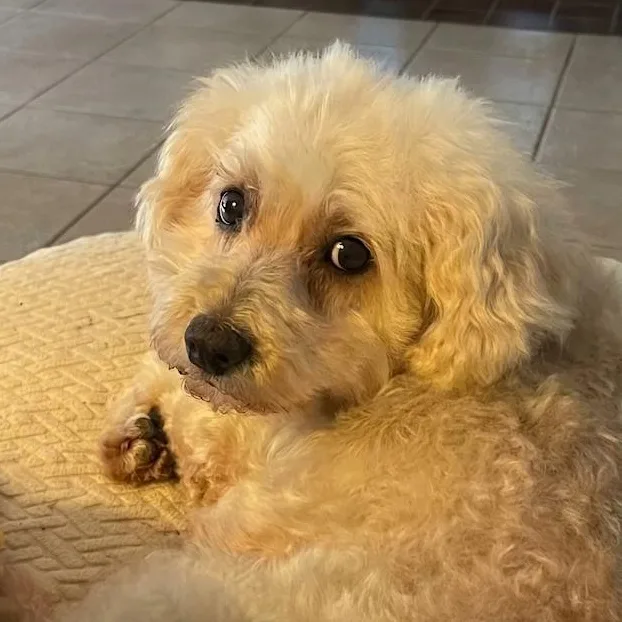 Mollie thumbnail 3