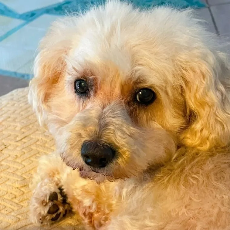 Mollie thumbnail 4