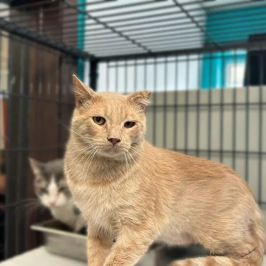 A senior large-sized male Cream / Ivory Domestic Short Hair cat named Creme Brulee for adoption in Davenport, IA