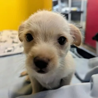 A baby small-sized male Terrier dog named Banana for adoption in Houston, TX