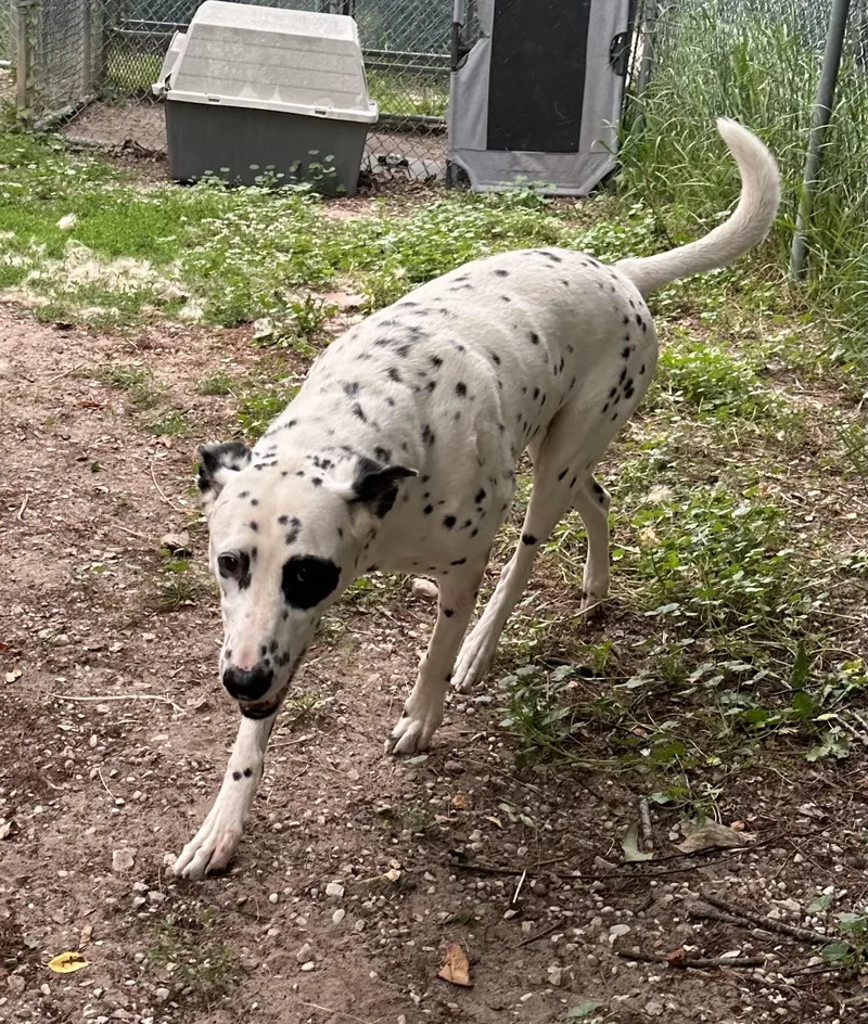 An adult large-sized male Dalmatian dog named Abraxsas for adoption in Kalkaska, MI
