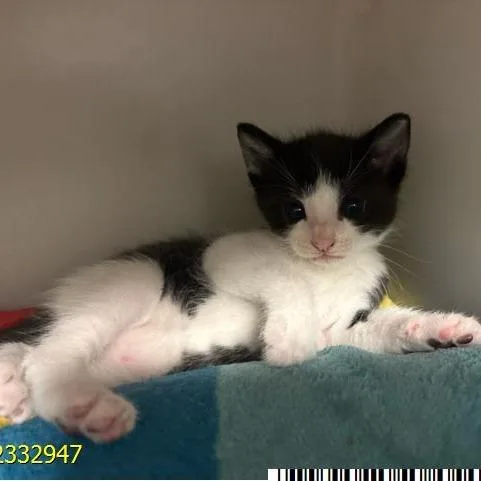 A baby small-sized male White Domestic Short Hair cat named Flick for adoption in West Palm Beach, FL