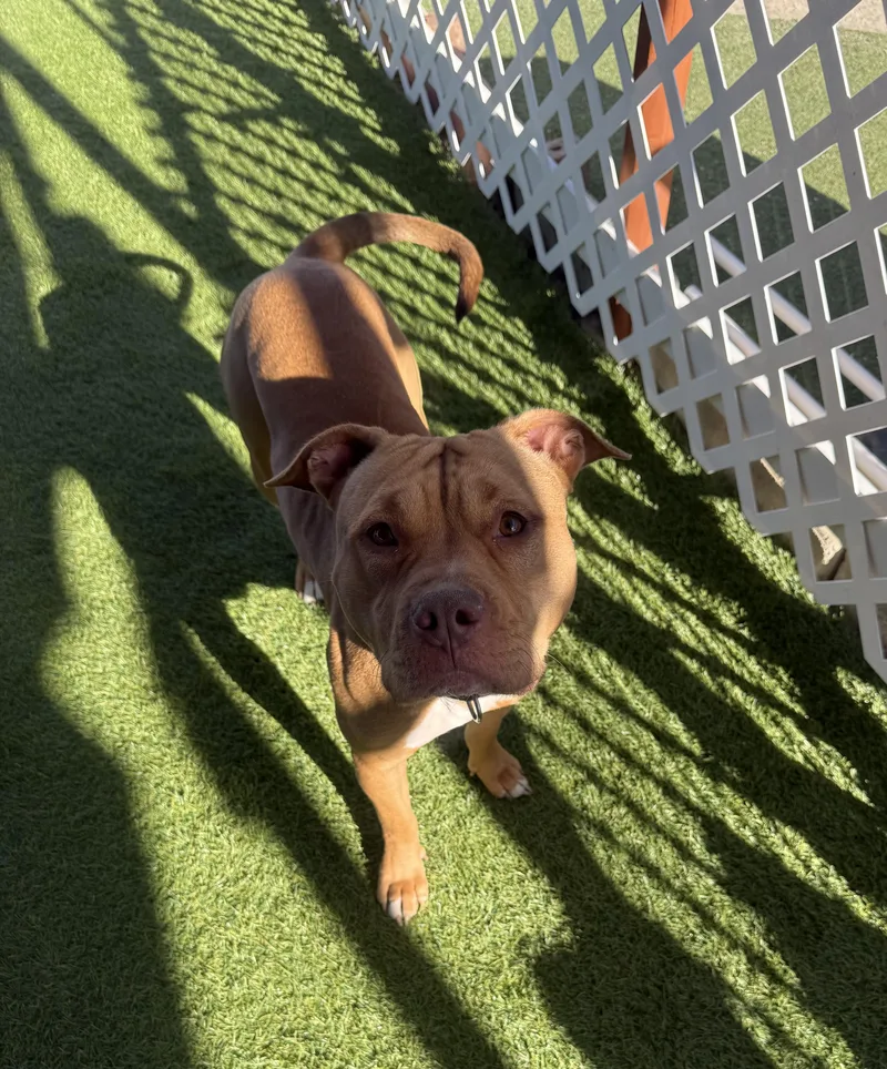 An adult medium-sized female Apricot / Beige Staffordshire Bull Terrier dog named Honey for adoption in Santa Monica, CA