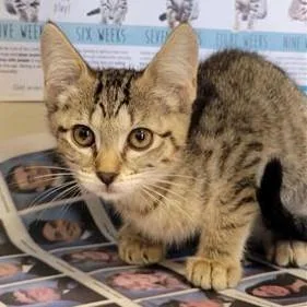 A baby small-sized female Domestic Short Hair cat named Lady for adoption in San Antonio, TX