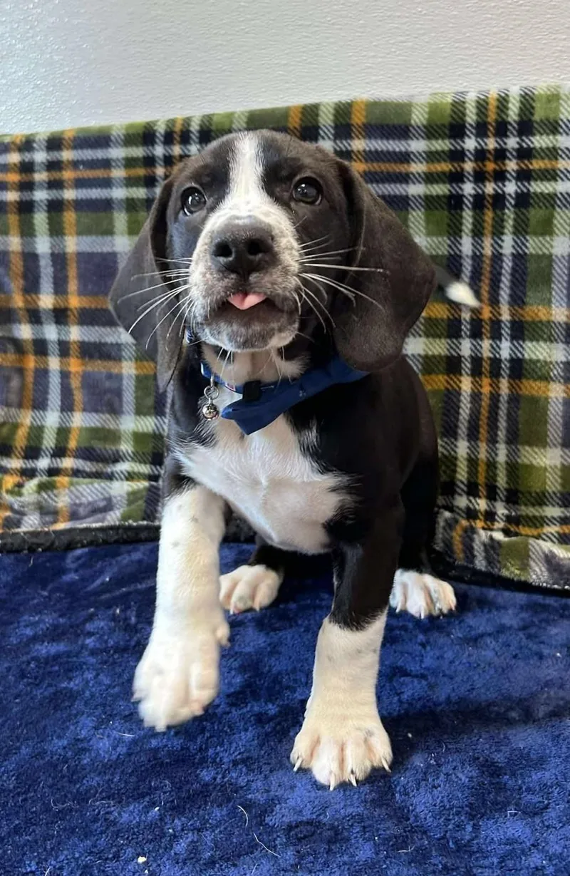 A young large-sized male Black Basset Hound dog named Tito "bullet" for adoption in Maryville, MO