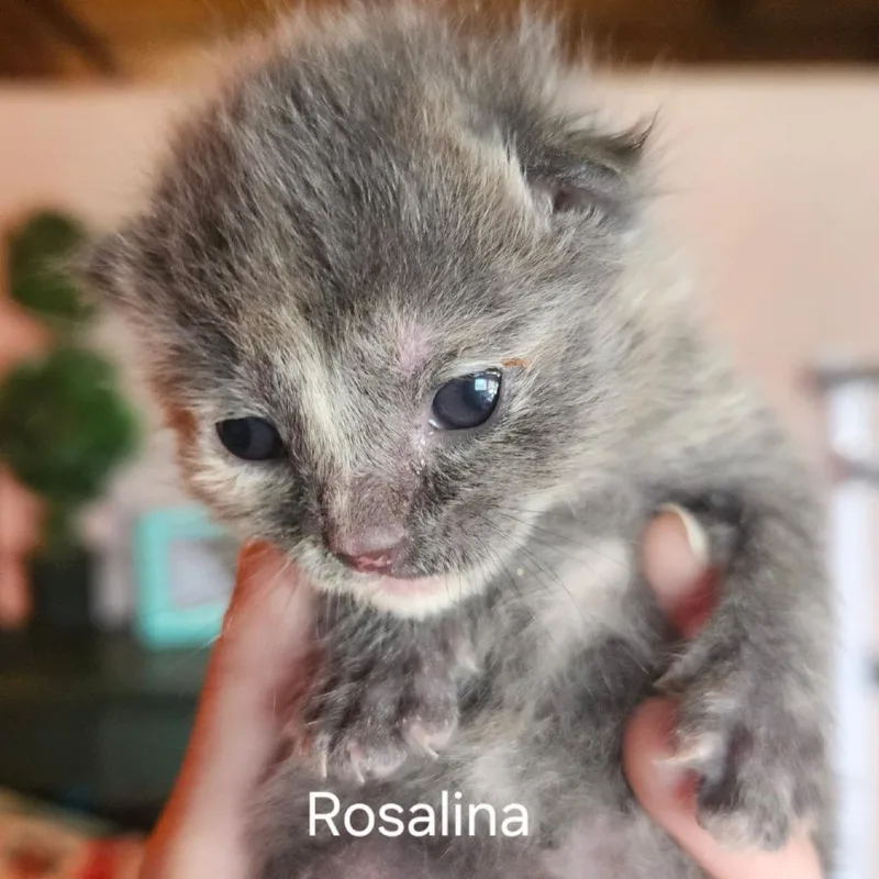 Rosalina thumbnail 2