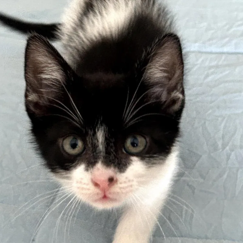 A baby small-sized male Black Domestic Short Hair cat named Spider for adoption in Fayetteville, GA
