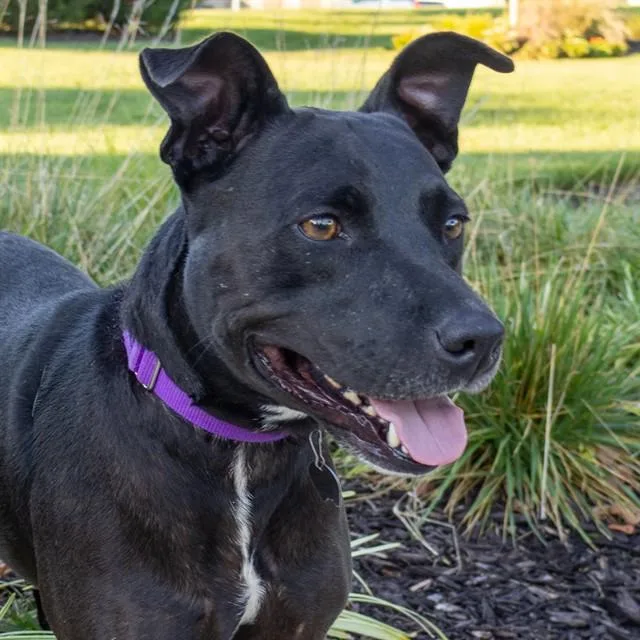 An adult medium-sized female Pit Bull Terrier dog named Gianna for adoption in St. Louis, MO