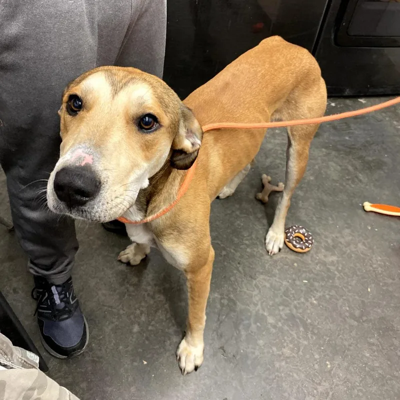 An adult large-sized male Brown / Chocolate Mixed Breed dog named Edgar for adoption in Evensville, TN