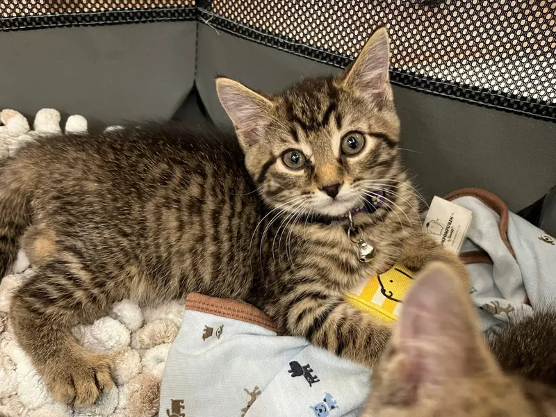 A young medium-sized male Tabby (Tiger Striped) Domestic Short Hair cat named Pretzel and Dorito for adoption in Alexander, NY