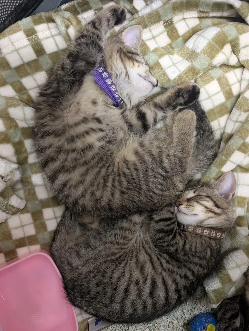 Pretzel and Dorito thumbnail 2