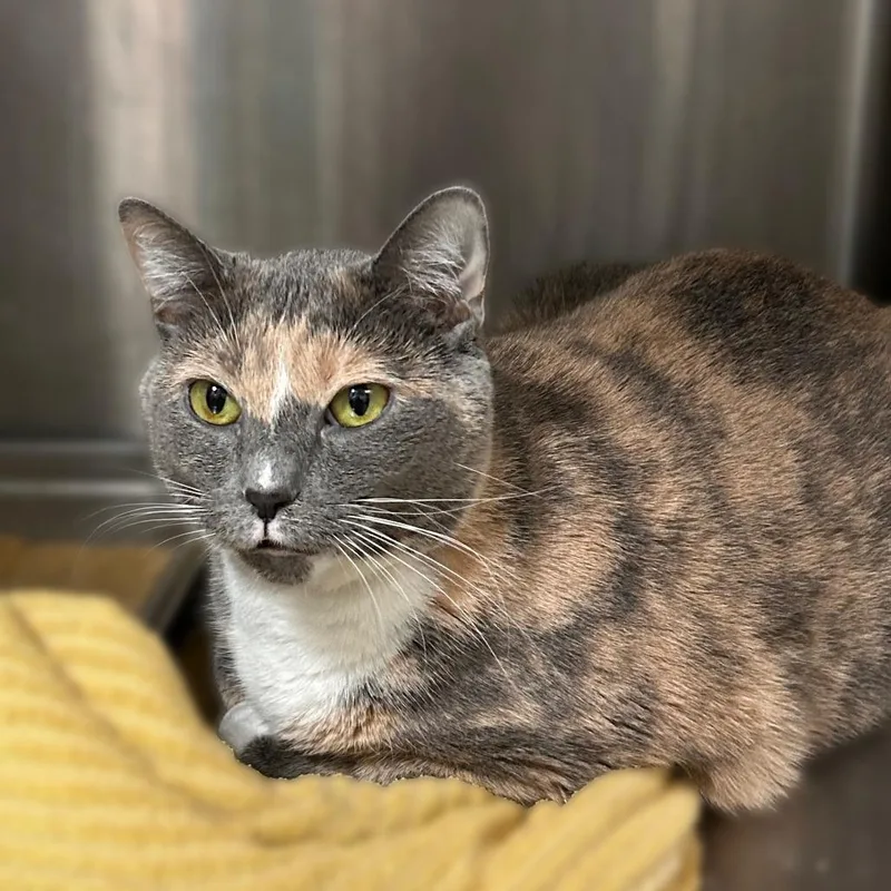 An adult medium-sized female Gray / Blue / Silver Domestic Short Hair cat named Purr Phumes for adoption in Davenport, IA