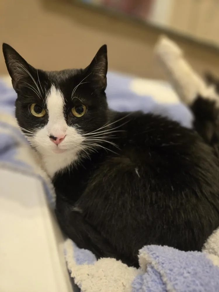 An adult medium-sized female Black & White / Tuxedo Domestic Short Hair cat named Kiki for adoption in Greensboro, NC