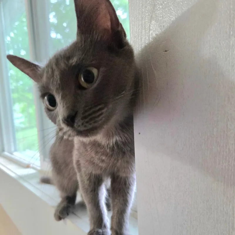 A baby small-sized female Domestic Short Hair cat named Natasha for adoption in Carmel, IN