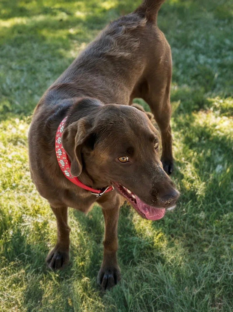 An adult medium-sized male Brown / Chocolate Labrador Retriever dog named Choco for adoption in Kingman, AZ