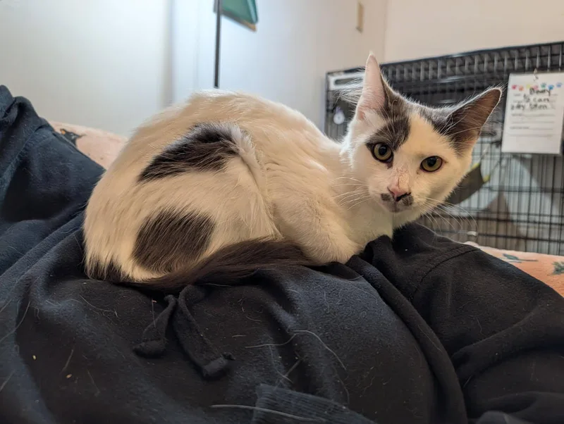 A baby small-sized male White Domestic Long Hair cat named Casper for adoption in Rocky Ridge, MD