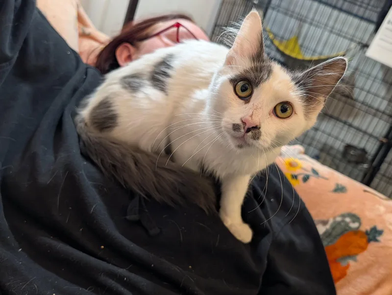 Casper thumbnail 2