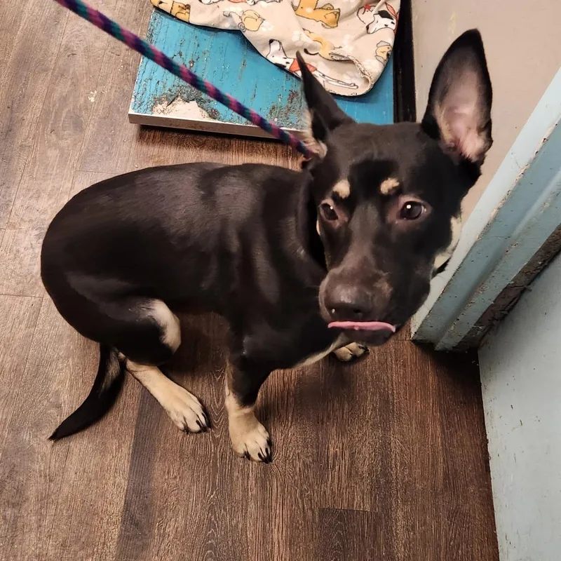 An adult large-sized female Black Doberman Pinscher dog named Spring Roll for adoption in St. Louis, MO