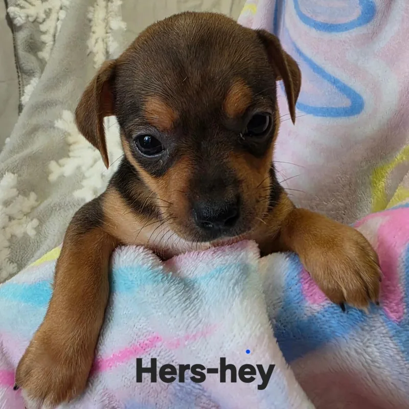 A baby small-sized female Brown / Chocolate Chihuahua dog named Hershey for adoption in Lancaster, OH