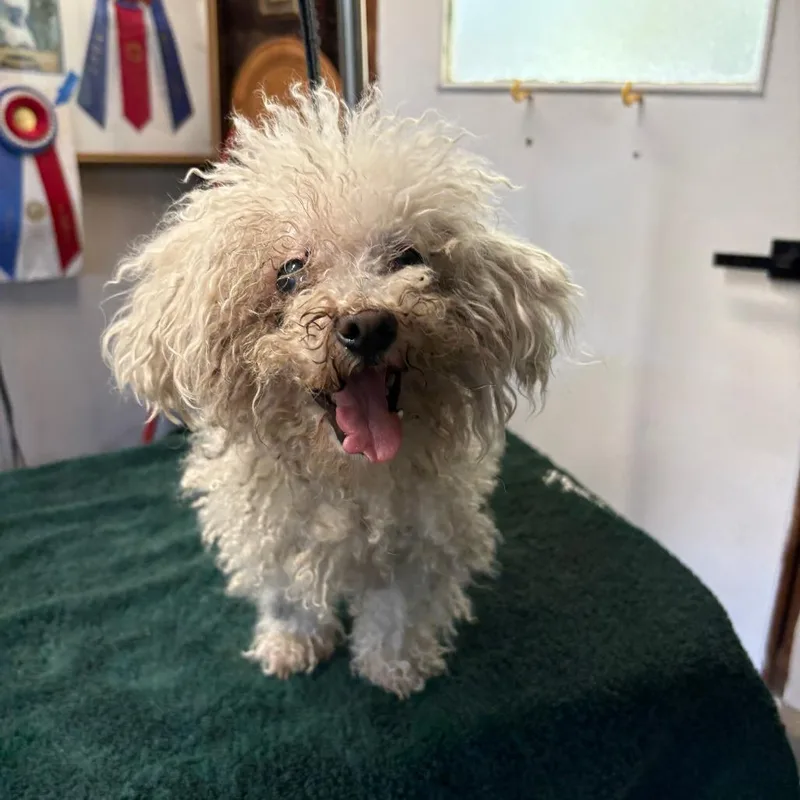 A senior small-sized female Miniature Poodle dog named Star for adoption in Sonoma, CA