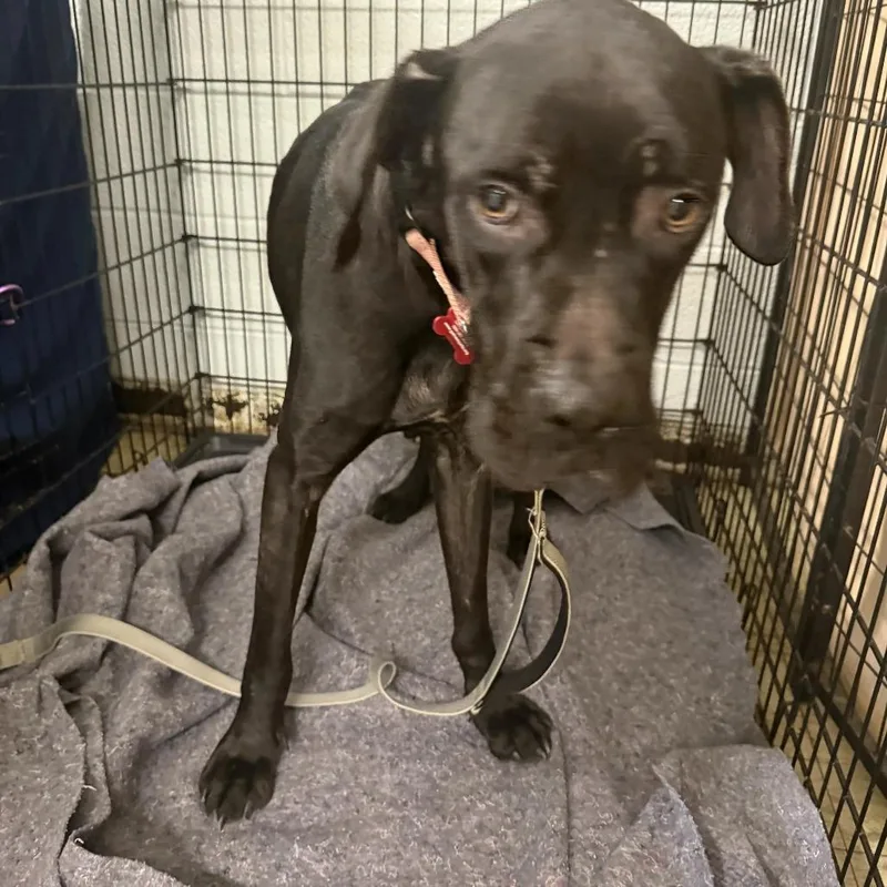 An adult large-sized female Cane Corso dog named Dainty for adoption in East Saint Louis, IL