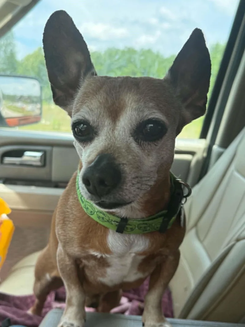 An adult small-sized male Brown / Chocolate Chihuahua dog named Bruno for adoption in Homer Glen, IL