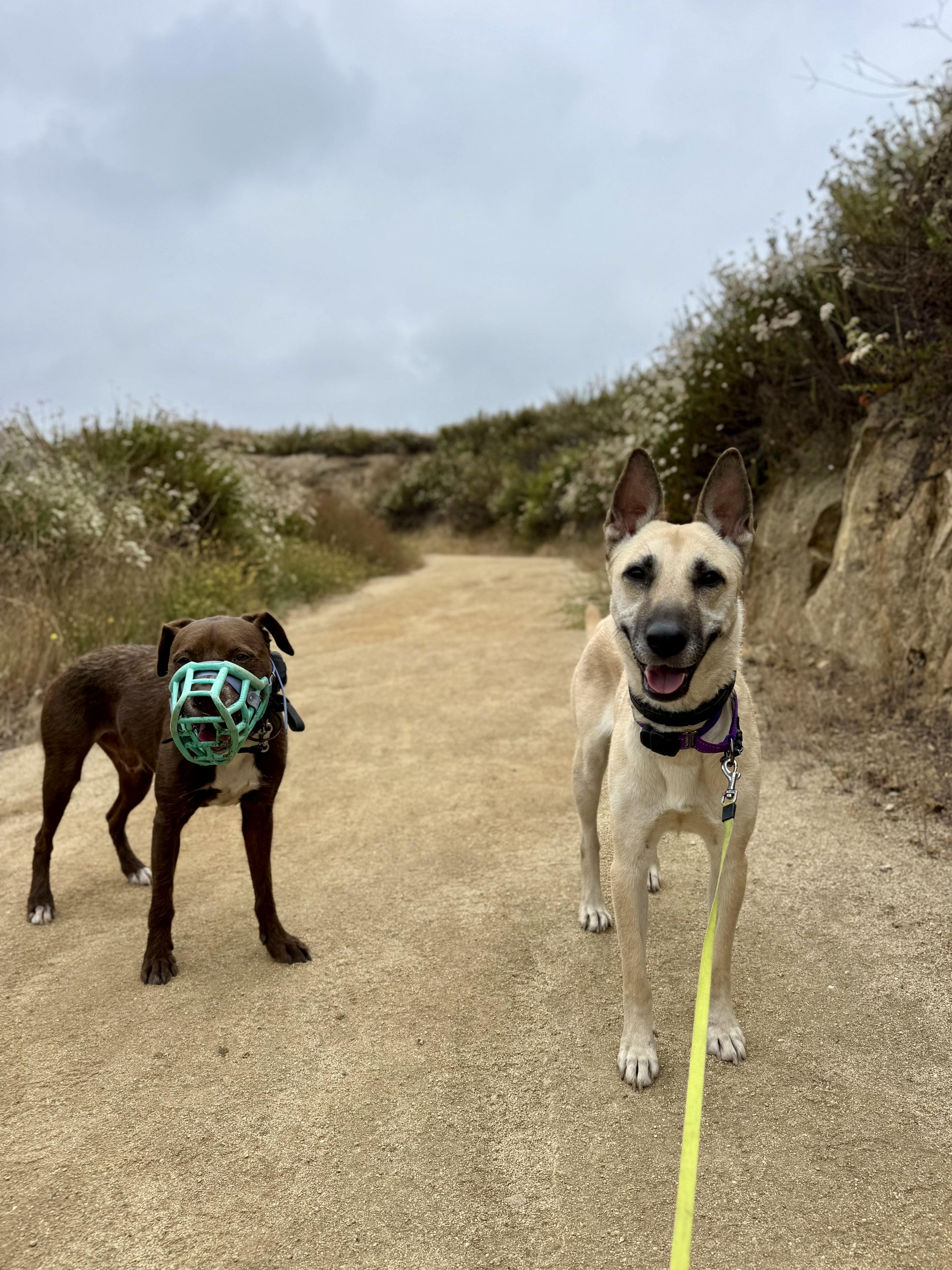 A young medium-sized female Yellow / Tan / Blond / Fawn German Shepherd Dog dog named Maggy for adoption in Los Angeles, CA