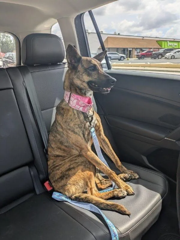 A young medium-sized female Greyhound dog named Iggy Pop for adoption in Winter Park, FL