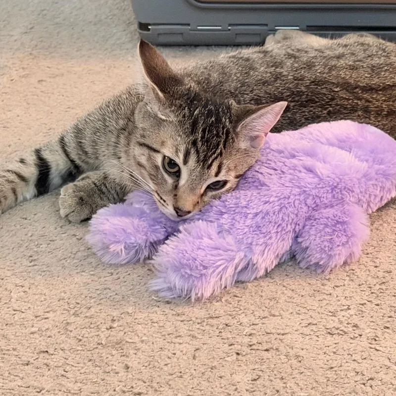 A baby small-sized female Domestic Short Hair cat named Cordelia for adoption in Cumming, GA