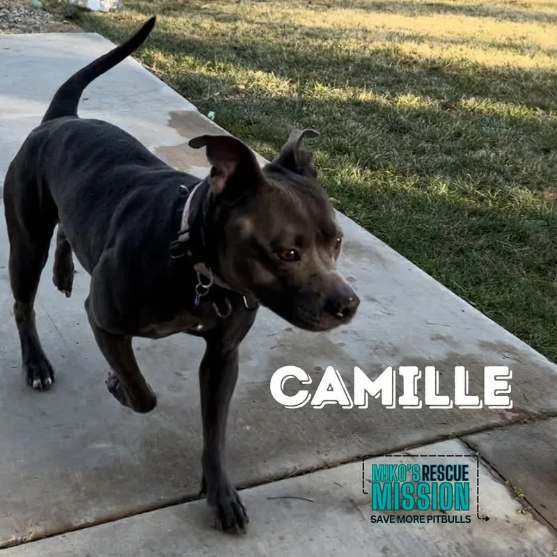Camille