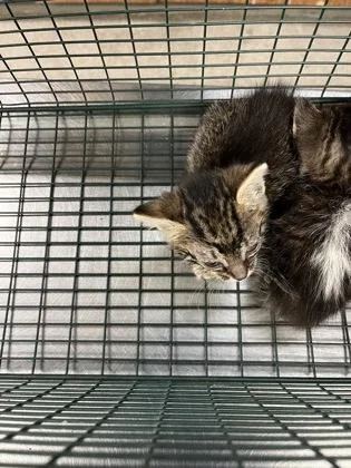 A baby small-sized female Domestic Short Hair cat named Celeste for adoption in Gainesville, FL