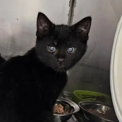 A young small-sized female Domestic Short Hair cat named Mushroom No Collar for adoption in Scotia, NY