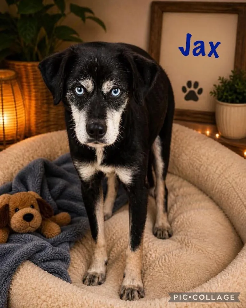 A baby small-sized male Affenpinscher dog named Jax for adoption in Jacksonville, IL