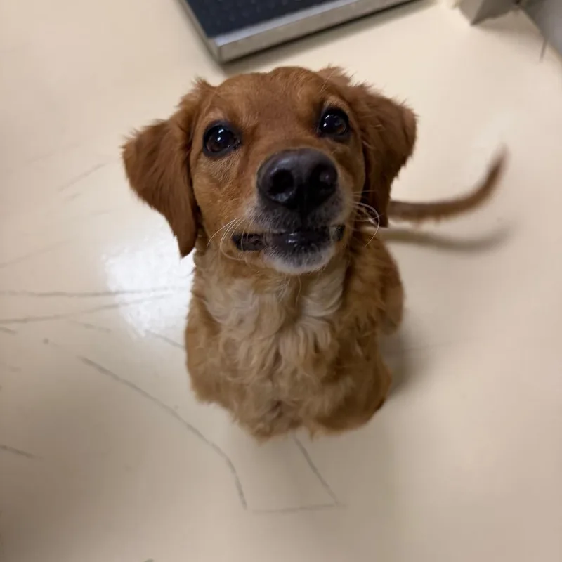 An adult medium-sized male Brown / Chocolate Mixed Breed dog named Peanut for adoption in Winston-Salem, NC