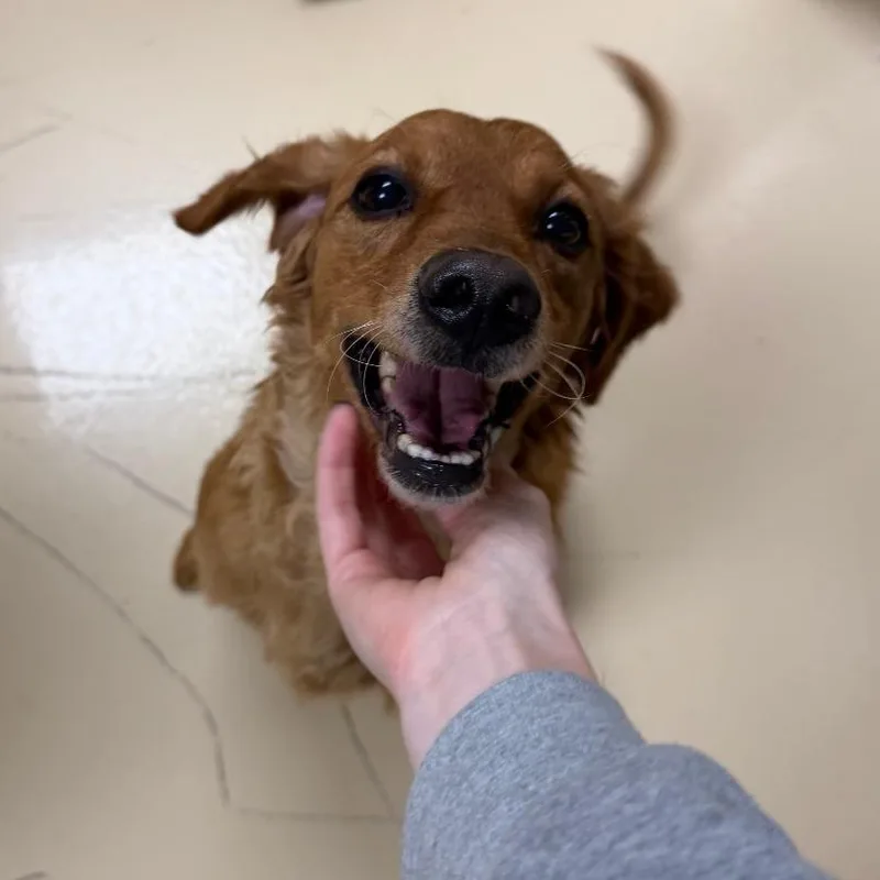Peanut thumbnail 3