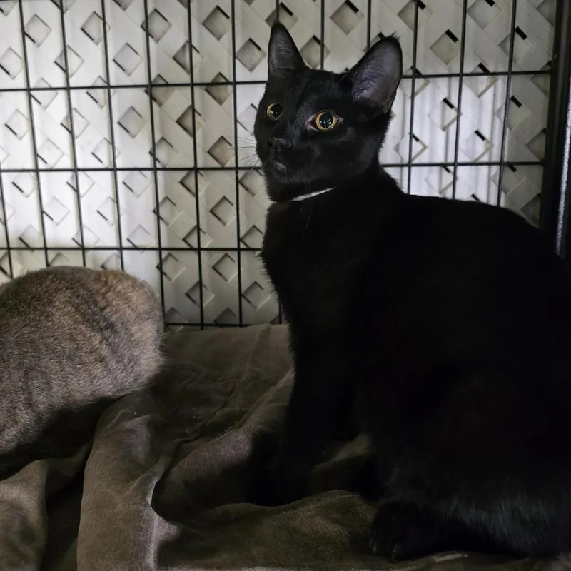 A young medium-sized male Black Domestic Short Hair cat named Spike for adoption in Long Beach, CA