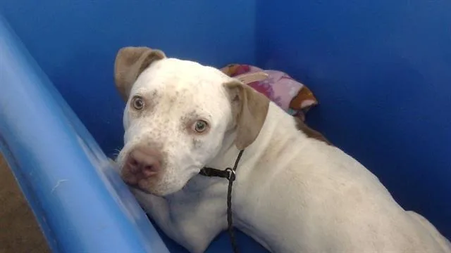 An adult large-sized female Mixed Breed dog named Annie for adoption in Dallas, TX
