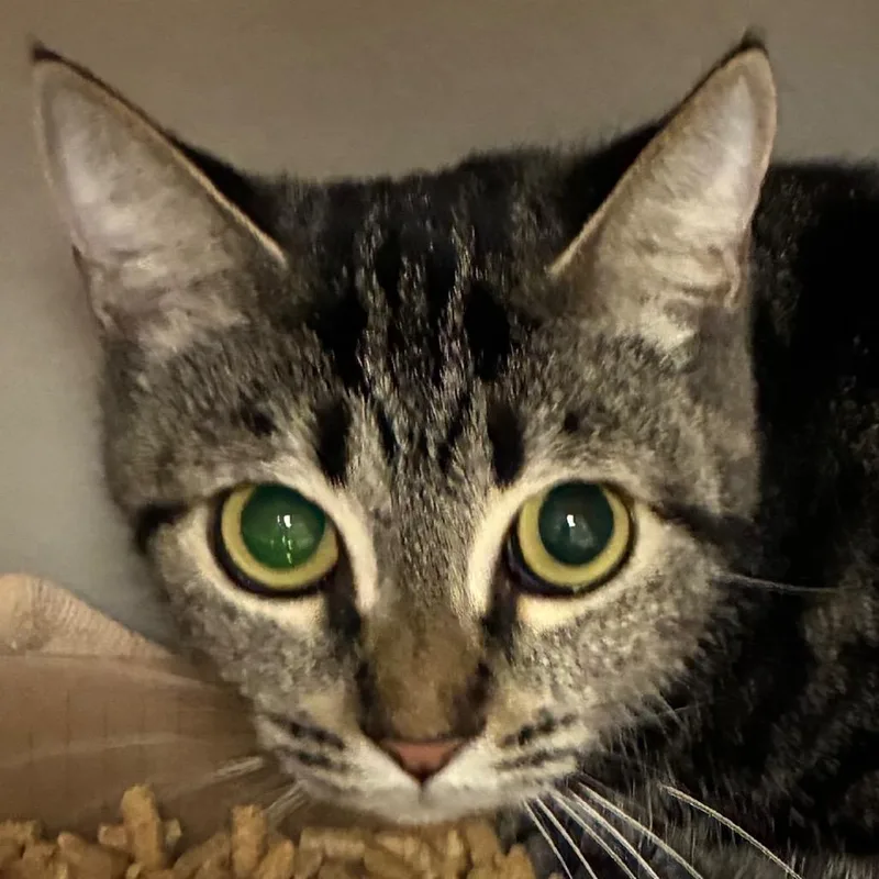 A young small-sized female Gray / Blue / Silver Domestic Short Hair cat named Savannah for adoption in Yuma, AZ