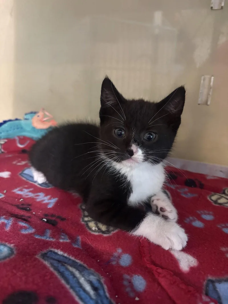 A baby medium-sized male Domestic Short Hair cat named Blaze for adoption in Yardley, PA
