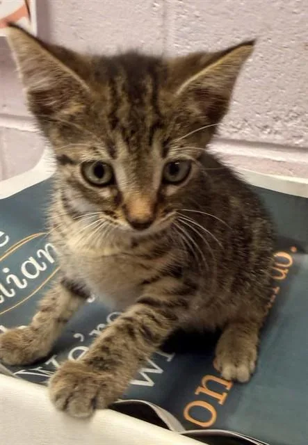 A baby small-sized male Domestic Short Hair cat named Tiny Tooth for adoption in Jacksonville, FL