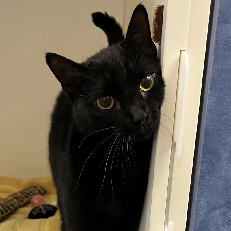 A young small-sized female Black Domestic Short Hair cat named Karen for adoption in New York, NY