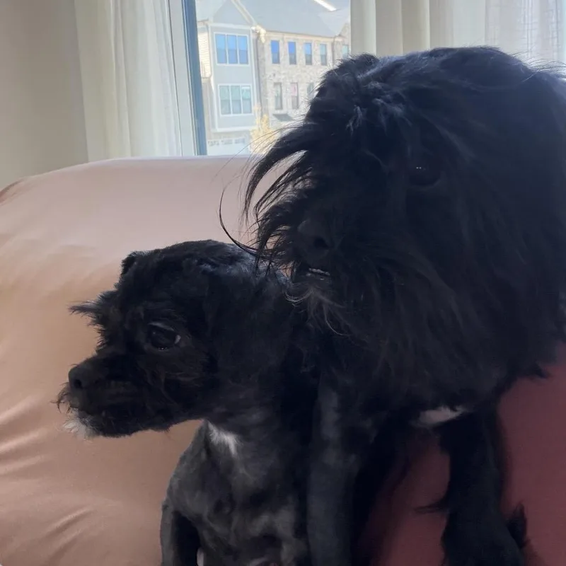 An adult small-sized female Black Shih Tzu dog named Tia for adoption in Rockville, MD